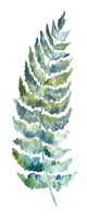 Botanical Fern Single III Framed Print