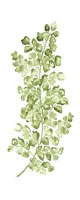 Botanical Fern Single IV Fine Art Print