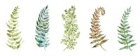 Botanical Ferns Panel Fine Art Print