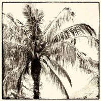 Palm Tree Sepia III Fine Art Print