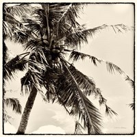 Palm Tree Sepia II Fine Art Print