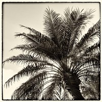 Palm Tree Sepia I Fine Art Print