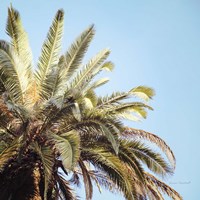 Endless Summer VI Fine Art Print