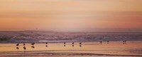 Kalaloch Birds V Fine Art Print