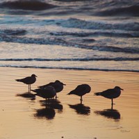 Kalaloch Birds II Fine Art Print