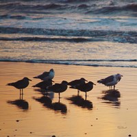 Kalaloch Birds I Fine Art Print