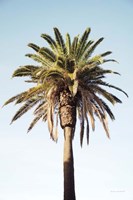 Endless Summer IV Fine Art Print