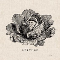 Burlap Vegetable BW Sketch Lettuce Fine Art Print
