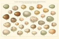Song Bird Egg Chart v2 Fine Art Print