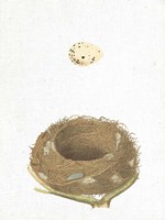 Spring Nest III Framed Print