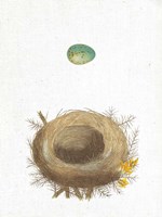 Spring Nest I Framed Print