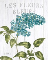 Fleuriste Paris V Framed Print