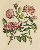 Herbal Botany XVIII v2 Crop Fine Art Print