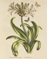 Herbal Botany XX Butterfly Crop Framed Print