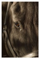 Their Eyes are the Window to their Souls Fine Art Print