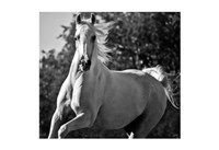 Hollywood (b & w) Fine Art Print