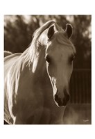 Jewel Fine Art Print