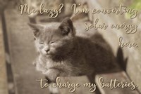 Me Lazy Fine Art Print