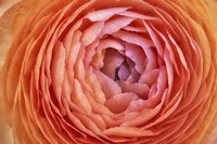 Amber Orange Persian Buttercup Flower Fine Art Print