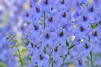 Blue Larkspur Flowers Fine Art Print