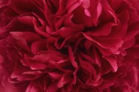 Carmine Red Peony Flower Fine Art Print