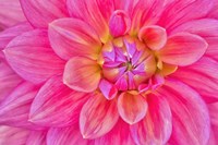 Cerise-Pink Dahlia Flower Fine Art Print