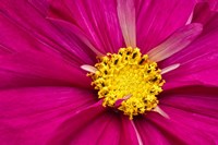 Crimson Pink Cosmos Flower Fine Art Print
