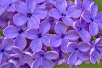 Lilac Flower Fine Art Print