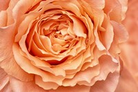 Orange Rose Close Up Fine Art Print