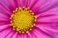 Pink And Yellow Cosmos Flower Fine Art Print