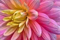 Pink And Yellow Dahlia Flower Fine Art Print