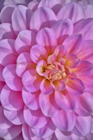 Pink Dahlia Flower Fine Art Print