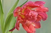 Red Parrot Tulip Fine Art Print