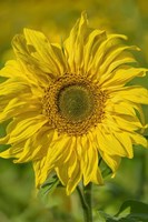 Sunflower Fine Art Print