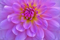 Violet-Pink Dahlia Flower Fine Art Print