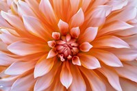 White Orange Dahlia Flower Fine Art Print