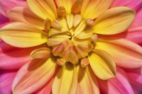 Yellow And Pink Dahlia Flower Fine Art Print