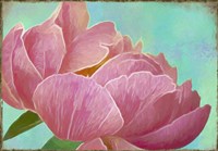Pink Peony Fine Art Print