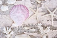 Beach Treasures IV Fine Art Print