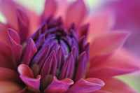 Dahlia Centre Pink Purple Fine Art Print