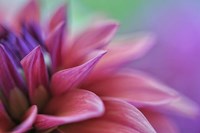 Dahlia Petals Pink Purple Fine Art Print
