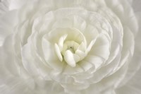 White Persian Buttercup Flower Fine Art Print