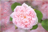 French Roses Fine Art Print