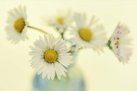 Nostalgic Daisies  Still Life Fine Art Print