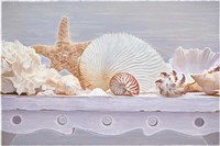 Sea Shell Still Life Fine Art Print