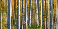 Birch Forest Fine Art Print