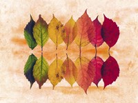 Color Of Autumn Fine Art Print