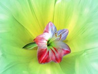 Delicate Fine Art Print