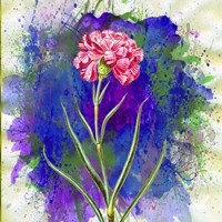 Pink Carnation Fine Art Print