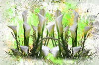 White Splendor Fine Art Print